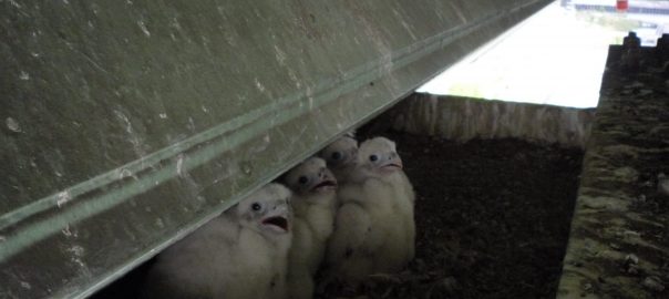 Subterranean Homesick Peregrine