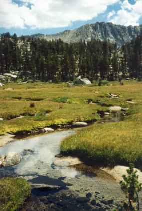 A Sierra Nevada meadow with a stream. Photo: Eric W. Sanderson.