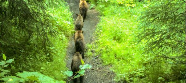 Living with Bears: A Continuing Challenge in Alaska’s Urban Center