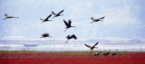 Nature in Movement: Bird Flyways as Engines of Economic Growth and Conservation for City Managers