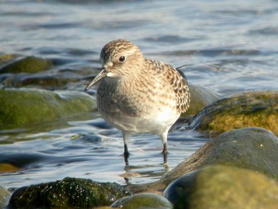 Baird’s Sandpiper at Island View Beach Regional Park. Photo by Dave Appleton.