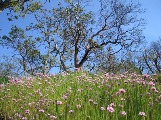 Nationally endangered Garry Oak Ecosystem at Mill Hill Regional Park. Photo: CRD Image Library.
