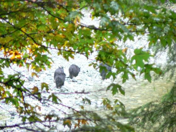 Black bears at Sooke Potholes Regional Park during the fall salmon run. Photo CRD Image Library.