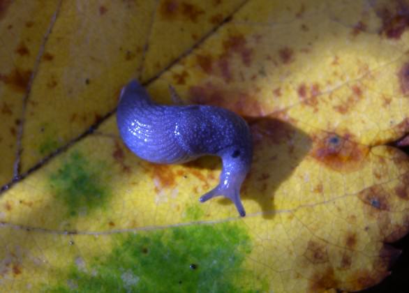 Nationally endangered Bluegrey Taildropper (slug). Photo by Kristiina Ovaska.