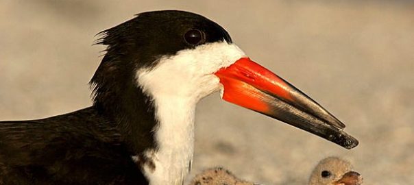 Rebuilding After Hurricane Sandy—A Blueprint for a Better Future for People and Wildlife