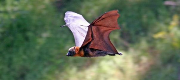 Cities as Refugia for Threatened Species