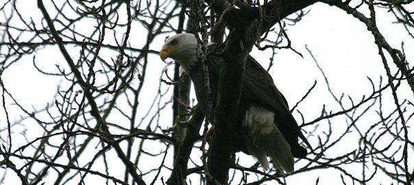 Lessons from a One-eyed Eagle