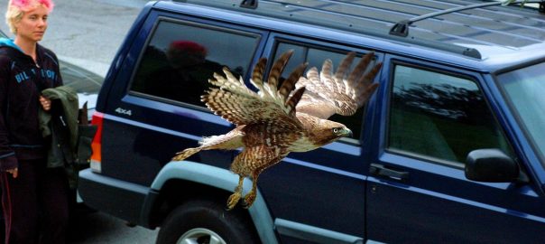 A Matter of Scale: Connecting Human Design Decisions with Decisions Made by Wildlife