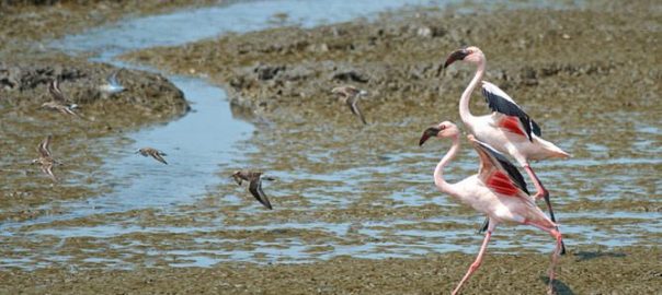 Biodiversity Can Flourish on an Urban Planet