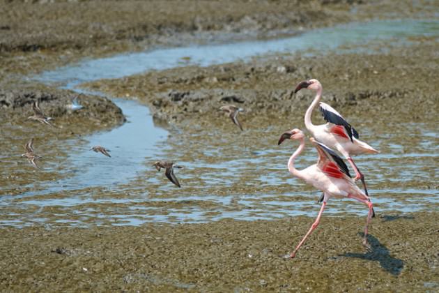 A pair of lesser flamingos in Mumbai’s busy port area. Photo: Madhusudan Katti