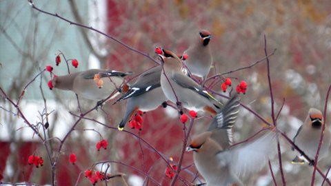 Becoming More Aware of Our Avian Urban Neighbors: The Christmas Bird Count and Other Citizen Science Opportunities