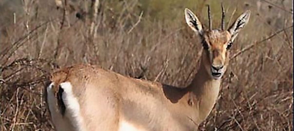 Biblical Gazelles Will Soon be Welcoming Visitors to Israel’s First Urban Nature Park