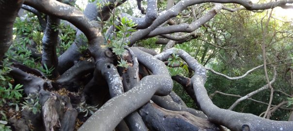 Heritage Trees of Cape Town (Continued)