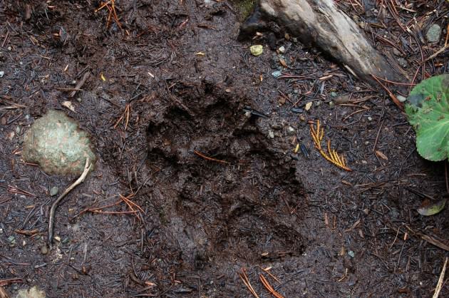 Cougar print in the mud. Photo credit Nick Thompson