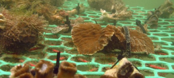 Marine Biodiversity Conservation in Coastal Cities: Tales from Singapore