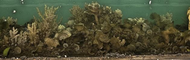 Marine organisms in Keppel Marina, Singapore. Photo: Karenne Tun