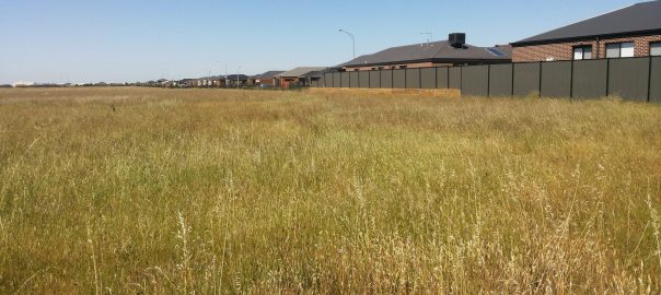 Four Ways to Reduce the Loss of Native Plants and Animals from Our Cities and Towns