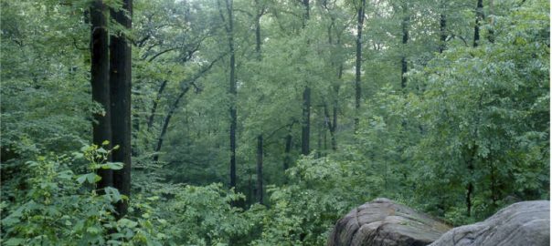 Natural Parks Define American Cities