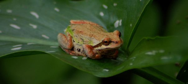 Money for urban biodiversity is scarce. What is the single most important idea, program or action any city should undertake to promote biodiversity?