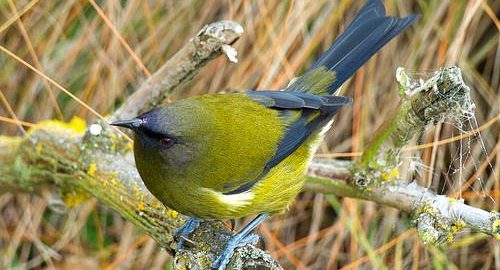 What Species Return? Natural Disasters and the Nature of Cities, Part II