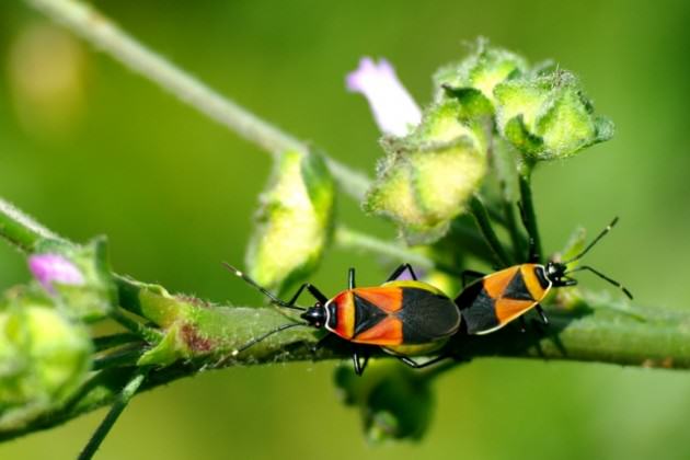 A pair of harlequin bugs (Dindymus versicolor) found in one of Melbourne’s green spaces. Sampling insects such as these will form part of the collaborative project between RMIT University and the City of Melbourne (image by Luis Mata, sourced from www.flickr.com/photos/dingilingi).