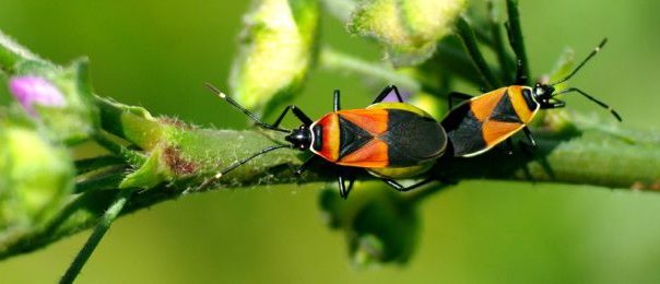Untapping the Potential of Science-Government Partnerships to Benefit Urban Nature 