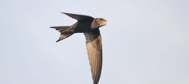 Swift Action Needed