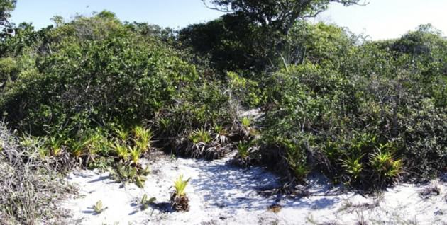 Phytosociological structure of a well conserved restinga. Massambaba, Arraial do Cabo