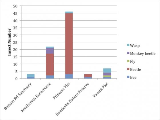 Bar graph representing the total number of insect morpho- species, collected from pan trapping