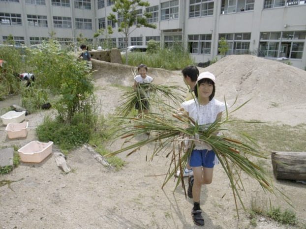Cutting and collecting the grass(Typha latifolia L.) to manage the biotope. Photo" Keitaro Ito