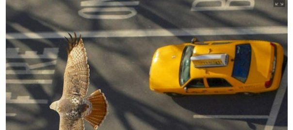 Including Animals’ Perspectives Can Expand How We Define Cities
