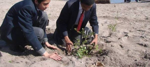 Small Civic-Led Indigenous Planting Schemes: Simply Feel Good Stuff or a Real Ecological Contribution?