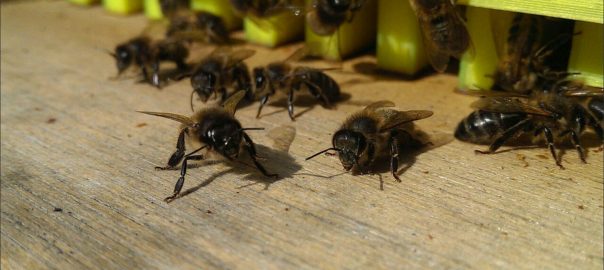 The Secret Life of Bees: Using Big Data and Citizen Science to Unravel…What Bees Are Saying about the Environment