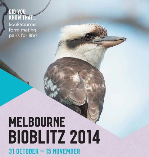 CoM BioBlitz Poster Cropped