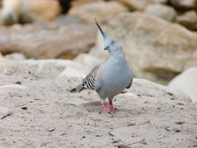 Crested pigeon
