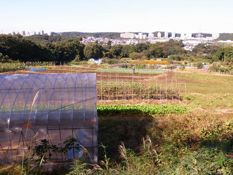 Satoyama - Inagi - Tokyo. Photo: Hajime Nakano