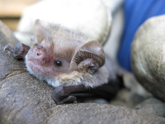 Long-eared bat 3 Caragh Threlfall
