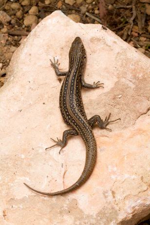 White Skink - Museum Victoria David Paul