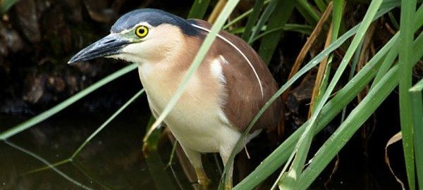 Citizen Science in the City: Lessons from Melbourne’s BioBlitz