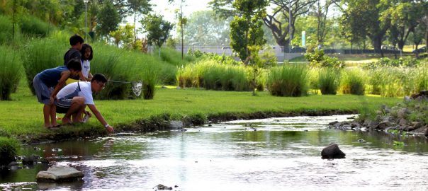 Daylighting and restoring urban streams, ponds and wetlands can provide huge ecological and social benefits. Are such restorations “worth it”? What are the pitfalls? How can we demonstrate these benefits and elevate them in the public discourse so that urban wetlands become urban planning priorities?