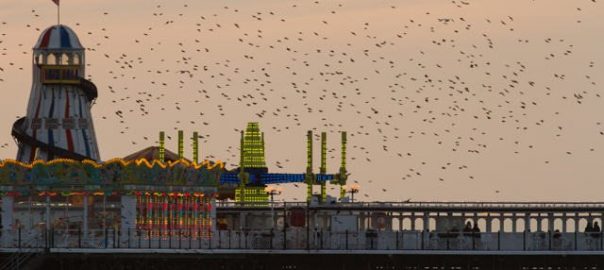 Imaging the urban wild: Fourteen photographers and artists show and talk about their work