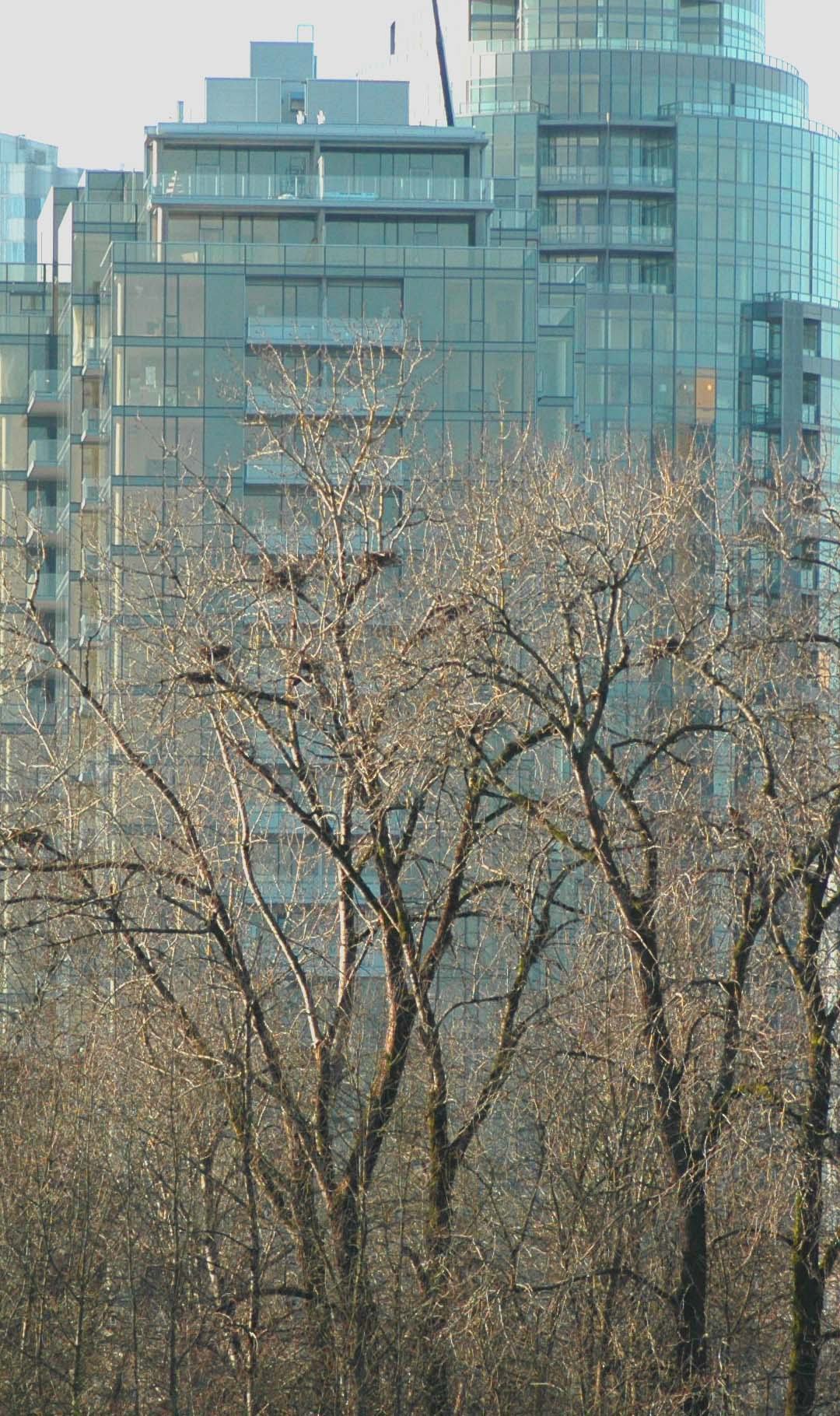 Condos, Great Blue Heron Nests, Ross Island and South Waterfront Condominiums. Photo (copyright) Mike Houck