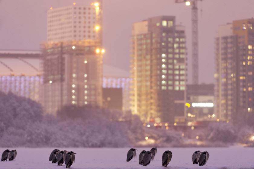 Grey herons at råstasjön. By (copyright)J onathanStenvall