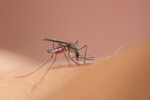 MosquitoBy(copyright)JoshuaBurch
