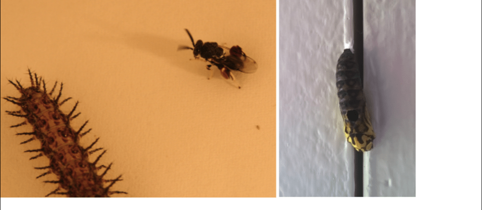 Pupae
