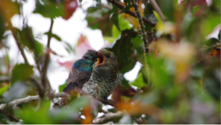 Sunbird