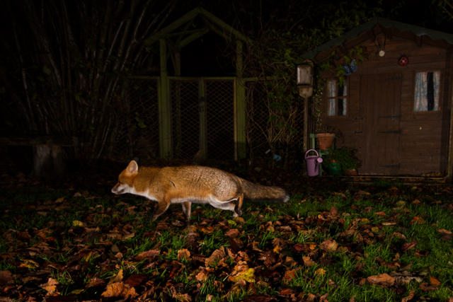 UrbanFoxBy(copyright)JoshuaBurch