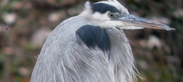 Birds: Iconic Emissaries of Urban Nature