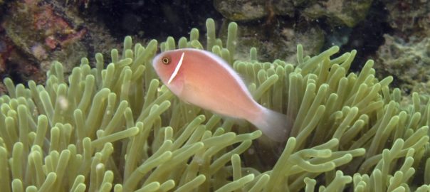 An Urban Journey to the Bottom of the Sea