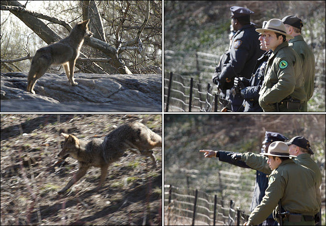 CoyotesInNYC